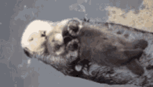 Sea Otter GIF - Sea Otter Baby GIFs