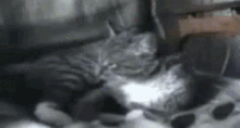 Cat Deal With It GIF - Cat Deal With It Glasses GIFs