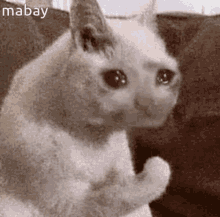 Mabay Cat GIF - Mabay Cat Crying GIFs