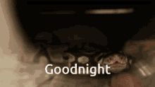 Good Night Snake GIF - Good Night Snake Yawn GIFs