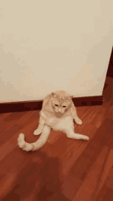 Slouch Cat GIF - Slouch Cat Sit GIFs