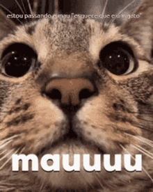 Mauuu Cute GIF - Mauuu Cute Cat GIFs