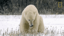 Yawning Polar Bear Destination Wild GIF - Yawning Polar Bear Destination Wild Sleepy Polar Bear GIFs