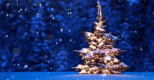 Christmas Tree Snow GIF - Christmas Tree Snow GIFs