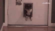 Escaping The Pet Collective GIF - Escaping The Pet Collective Chonk GIFs