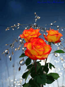 Rose Flower GIF - Rose Flower Bloom GIFs