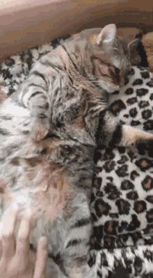 Cat Belly Rub GIF - Cat Belly Rub Cute GIFs