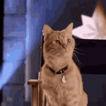 Cat I See You GIF - Cat I See You Sure GIFs