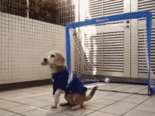 Dog Goalie GIF - Dog Goalie Beagle GIFs