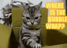 Where Is The Bubble Wrap Cat GIF - Where Is The Bubble Wrap Cat Kitty GIFs