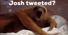 Josh Tweeted Sloth GIF - Josh Tweeted Sloth Yawn GIFs