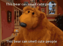 Bear Can Smell Cute People Bear Sniff GIF - Bear Can Smell Cute People Bear Bear Sniff GIFs