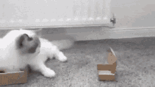Cat Box GIF - Cat Box GIFs