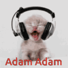 Adam Adam Cute GIF - Adam Adam Cute Kitten GIFs