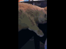 Cat Bellyrub GIF - Cat Bellyrub Cute GIFs