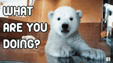 What You GIF - What You GIFs