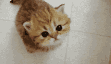 Kitten Cat GIF - Kitten Cat Feerkyun GIFs