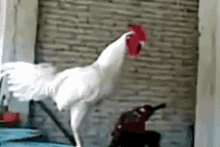 Cock Rooster GIF - Cock Rooster Good Morning GIFs