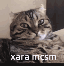 Xara Mcsm Minecraft GIF - Xara Mcsm Xara Minecraft GIFs