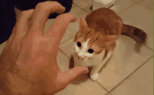 Cat Attack GIF - Cat Attack Hand GIFs