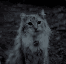 Creepy Smile Cat GIF - Creepy Smile Cat GIFs