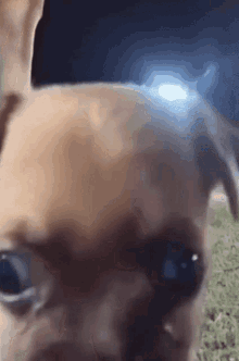 Dog Staring Stare GIF - Dog Staring Stare Looking GIFs