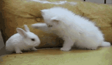 Rabbit Bunny GIF - Rabbit Bunny Cat GIFs