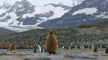 Stretching My Flippers National Geographic GIF - Stretching My Flippers National Geographic Penguins GIFs