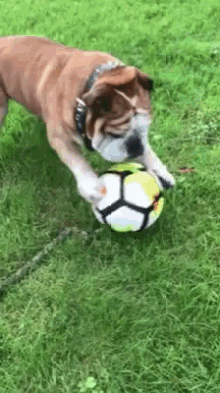 groucho football