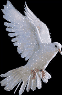 Fly White Dove GIF - Fly White Dove Animal GIFs
