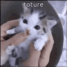 Funny Animals Toture GIF - Funny Animals Toture Tiny Kitten GIFs