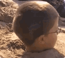 boy head sand buried beach