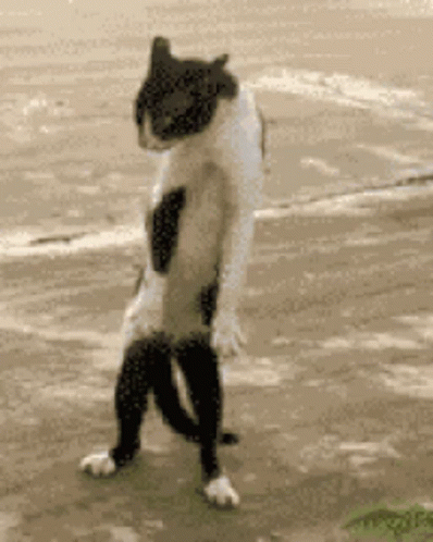 Crazy Cat Dancing Dance Moves GIF - Crazy Cat Dancing Crazy Cat Dance Moves GIFs
