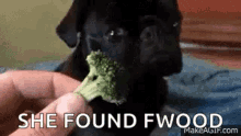 Pugs Eating She Found Food GIF - Pugs Eating She Found Food Eating GIFs