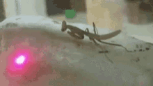 Praying Mantis Follow GIF - Praying Mantis Follow Light GIFs