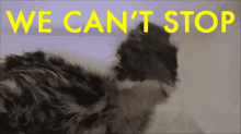 Cant Stop GIF - Cant Stop GIFs