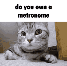 metronome cat question hi