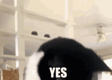 Cat Yes GIF - Cat Yes Agree GIFs