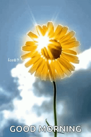 Spring Good Morning GIF - Spring Good Morning Sun - Discover & Share GIFs