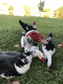 Duck What The GIF - Duck What The Wtf GIFs
