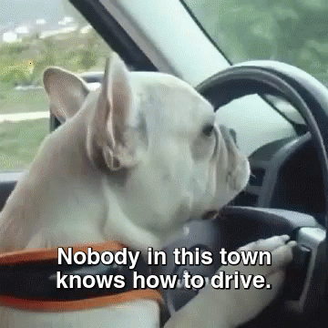 [Image: french-bulldog-driving.gif]