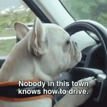 Me Every Morning GIF - French Bulldog Driving Not Having It GIFs