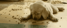 Marley And Me Dog Food GIF - Marley And Me Dog Food Puppy GIFs
