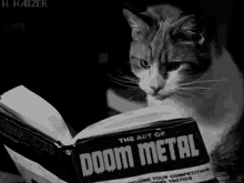 Cat Reading Gifs Tenor
