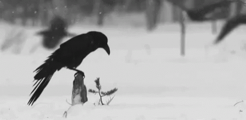 Snow raven in Raven
