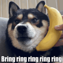 Bring Ring Ring Banana Phone Shoobmaster64 GIF - Bring Ring Ring Banana Phone Shoobmaster64 GIFs