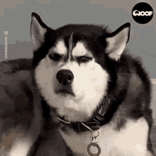 Glare Dog GIF - Glare Dog Mad GIFs