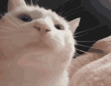 Catjam Cat Dancing GIF - Catjam Cat Dancing Cat Music GIFs