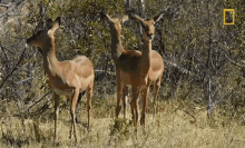 Scared Impalas National Geographic GIF - Scared Impalas National Geographic Savage Kingdom GIFs