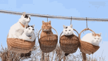 Cats Basket GIF - Cats Basket Cat In Basket GIFs